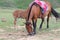 The horses on the Zhangbei Grassland live freely on the vast grassland