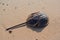 Horseshoe crab