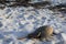 Horseshoe crab ashore on beige silica sand beach