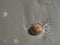 Horseshoe Crab and Bubbles in the Sand