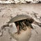 Horseshoe Crab Crawling on Sand Beach