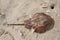 Horseshoe crab exoskeleton