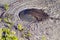 Horseshoe Crab, Limulus polyphemus