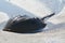 Horseshoe crab makes its way onshore a north Florida island beach