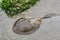 Horseshoe Crab in Shallow Water