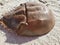 Horseshoe crab shell washed up on the beach