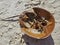 Horseshoe crab shell washed up on the beach