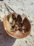 Horseshoe crab shell washed up on the beach