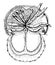 Horseshoe Crab, vintage illustration