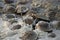 Horseshoe crabs in frothy seaman filled waters along Delaware Bay
