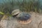 Horseshoe Crabs Mating