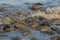 Horseshoe crabs in tidal waters along Delaware Bay