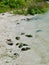 Horseshoe Crabs at Turtle Mound