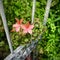 Horseshoe geranium with dew drops next to the fence gate, square.