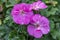 Horseshoe geranium flowers in nature.