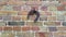 Horseshoe hanging on a brick wall