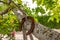 Horseshoe hanging from a tree branch