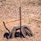 Horseshoe Pit with Horseshoes Leaning on the Stake