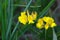 The horseshoe vetch Hippocrepis comosa