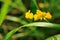 Horseshoe vetch Hippocrepis comosa