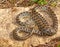 horseshoe whip snake, Hemorrhois hippocrepis