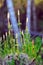 Horsetail