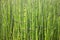 Horsetail background