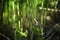 Horsetail close up