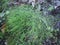 Horsetail close-up in the forest in the evening variable focus