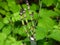 Horsetail closeup taken in Amercian River Parkway