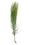 Horsetail ( Equisetum )