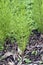 Horsetail; Equisetum; arvense