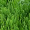 Horsetail Equisetum. Bright green herbaceous background