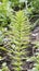 Horsetail (Equisetum) fern