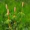 Horsetail - Equisetum sylvaticum