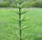 Horsetail field Equisetum arvense grows in nature