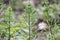 Horsetail field Equisetum arvense grows in nature.