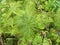 Horsetail. Green horsetail closeup. Spring horsetail plant.