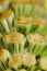 Horsetail mature strobilus (sporangia)