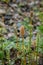 Horsetail plant