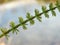 Horsetail plant