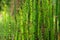 Horsetail plant