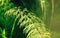 Horsetail plant close up. Equisetum, snake grass, puzzlegrass