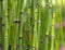 Horsetail plant closeup