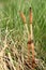 Horsetail plant in the grass