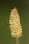 Horsetail Plant Tip