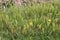 Horsetail plants on the edge of the trail