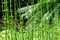 Horsetail plants Equisetum, field of stalks - Davie, Florida, USA