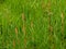 Horsetail plants in a meadow, selective focus