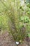 Horsetail restio, Elegia capensis, bamboo like flowering plant